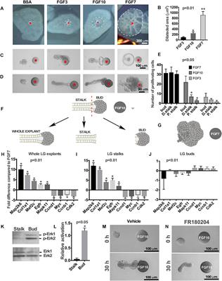 FGF Gradient Controls Boundary Position Between Proliferating and Differentiating Cells and Regulates Lacrimal Gland Growth Dynamics